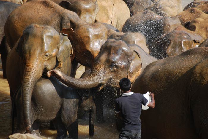 Купание слонов (Шри-Ланка)