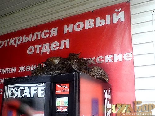 �������� ����� �����. �������... �������
